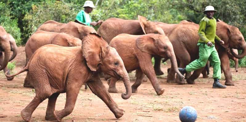 Giraffe Center Elephant Orphanage And Bomas Of Kenya Tour Getyourguide