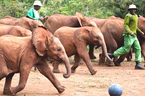 Giraffe Center, Elephant Orphanage & Bomas of Kenya Tour Giraffe, Elephant Orphanage, Beads Center & Bomas of Kenya