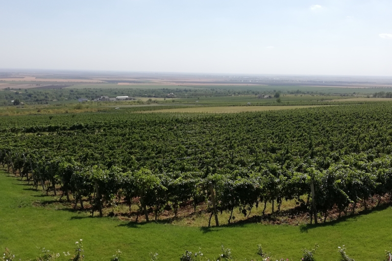 Wizyta w winnicy i degustacja wina: półdniowa wycieczka