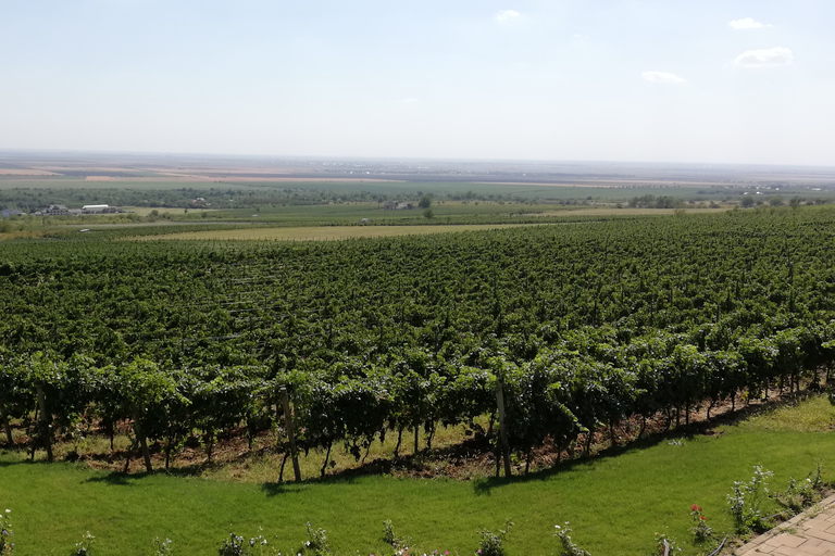 Visite de vignobles et dégustation de vins : excursion d'une demi-journée