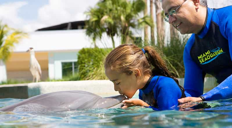 Miami: Experiencia de Nado con Delfines con Entrada al Seaquarium