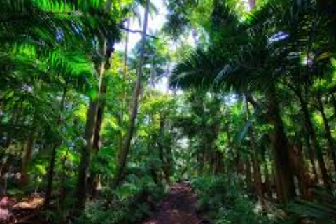 Mauricio: Excursión en Jeep por el Sur de Mauricio