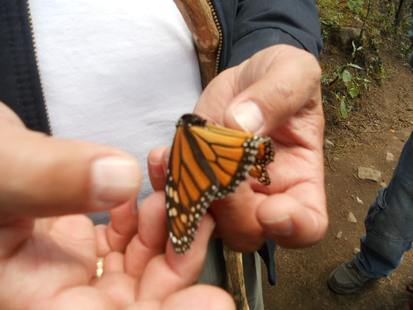 Morelia Guided Monarch Butterfly Biosphere Tour GetYourGuide