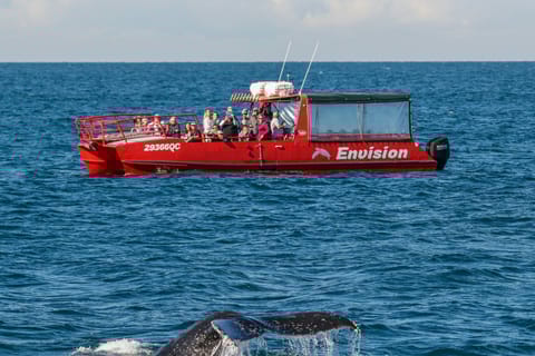 Nelson Bay: 1.5-hour Guided Whale Watching Cruise