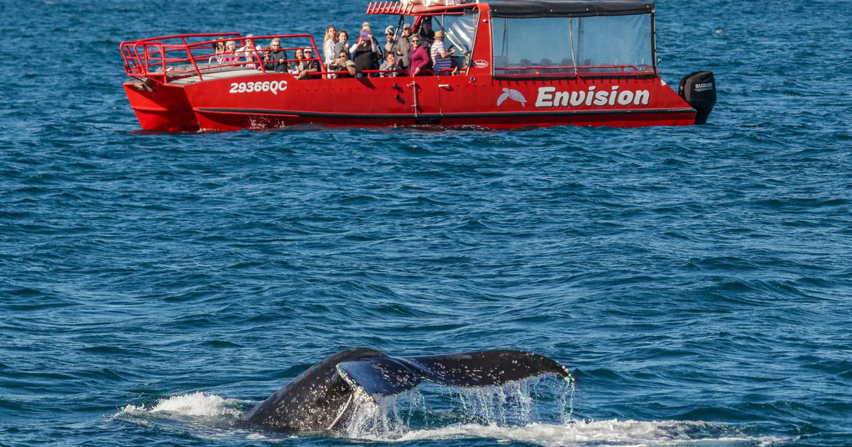 Nelson Bay 1.5hour Guided Whale Watching Cruise GetYourGuide