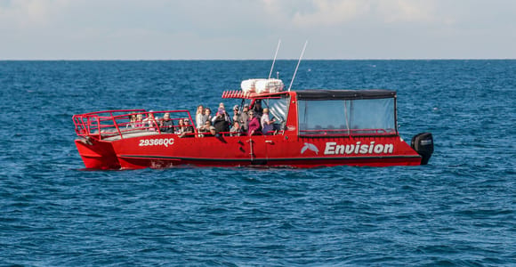 Port Stephens: 1.5-hour Guided Whale Watching Express Cruise