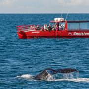 Port Stephens: 1.5-hour Guided Whale Watching Express Cruise