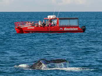 Nelson Bay: 1.5-hour Guided Whale Watching Express Cruise