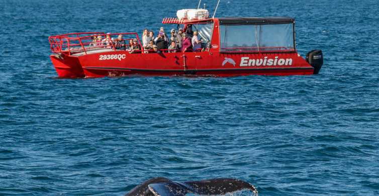 Nelson Bay: Nelson Nelson: 1,5hodinová plavba s průvodcem za pozorováním velryb