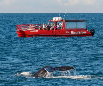 Nelson Bay: 1.5-hour Guided Whale Watching Express Cruise