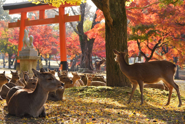 Da Kyoto: Tour guidato di mezza giornata di Nara in autobus