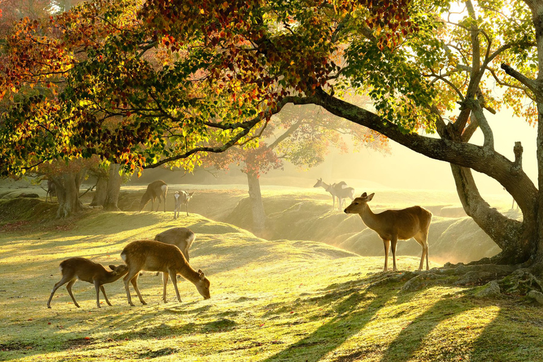 From Kyoto: Nara Guided Half Day Bus Tour