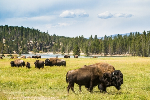 Wyoming: Grand Teton en Yellowstone Parks Audio Tour-app