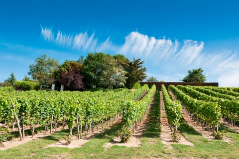 De Tours : Excursion d'une journée dans les vignobles de la vallée de la Loire avec dégustations