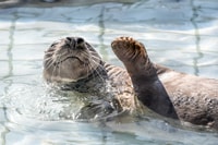 Pieterburen, SEAL Rehabilitation and Research Center Ticket - Housity