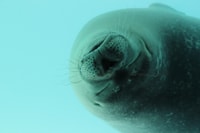 Pieterburen, SEAL Rehabilitation and Research Center Ticket - Housity