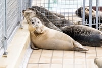 Pieterburen, SEAL Rehabilitation and Research Center Ticket - Housity