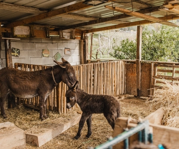 Visita a la Granja de Burros y a la Cueva de Lipa; Llamada al Burro Rastreador de Cuevas