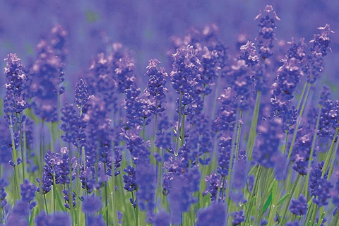 Sapporo Day Tour: Biei Blue Pond & Lavender Farm with Lunch 7:30 Pickup Point + Flower Sea Ticket (with Buffet + Melon)