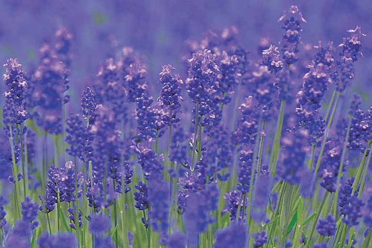 Sapporo Day Tour: Biei Blue Pond & Lavender Farm with Lunch 7:30 Pickup Point + Flower Sea Ticket (with Buffet + Melon)
