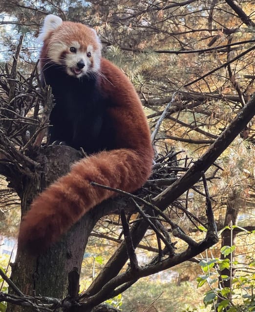 NYC: Central Park Zoo & Central Park Guided Walking Tour | GetYourGuide