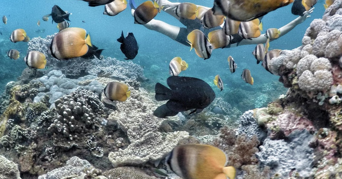 Snorkeling at Blue Lagoon & Waterfall Entry Tickets Included GetYourGuide