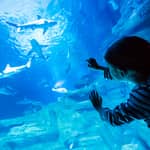 Parigi: Biglietto d'ingresso per l'Acquario di Parigi