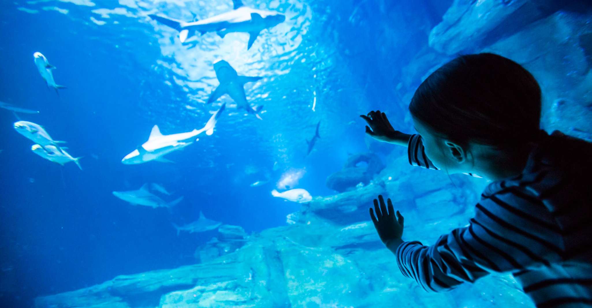 Paris: Aquarium de Paris Entrance Ticket