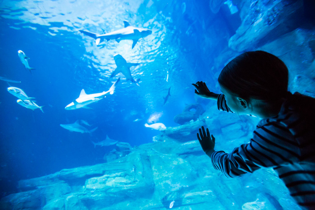 Parigi: Biglietto d'ingresso per l'Acquario di Parigi