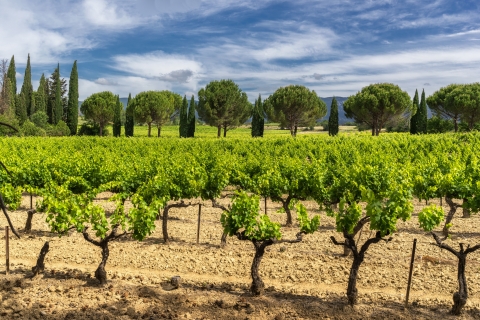 Châteauneuf du Pape Weintour Tagesausflug ab Aix en Provence