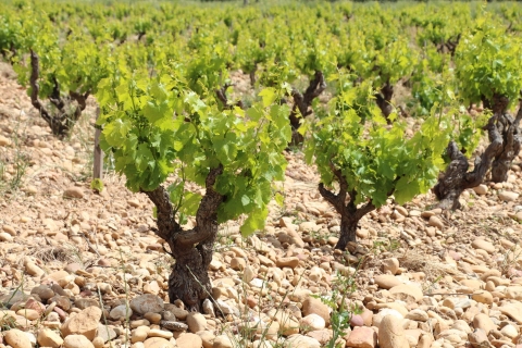Châteauneuf du Pape Weintour Tagesausflug ab Aix en Provence