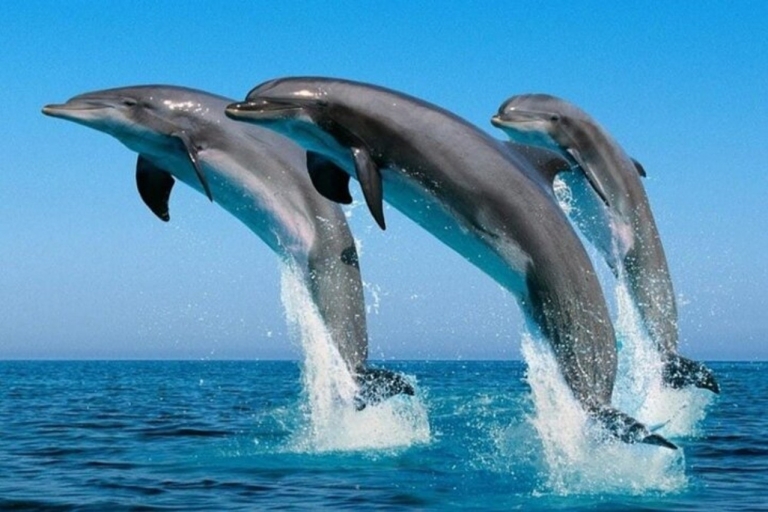 Muscat: 3 uur snorkelen en dolfijnen spotten