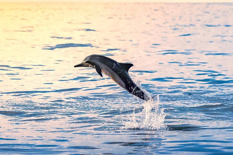 Mascate : 3 heures de plongée en apnée et d'observation des dauphins