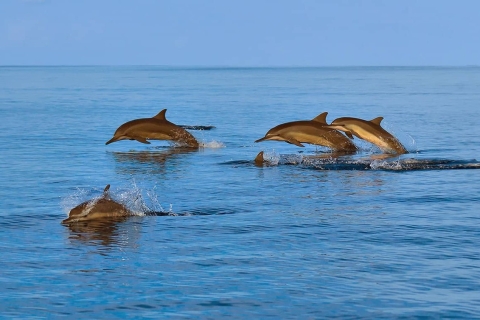 Muscat: 3 Stunden Schnorcheln und Delfinbeobachtung