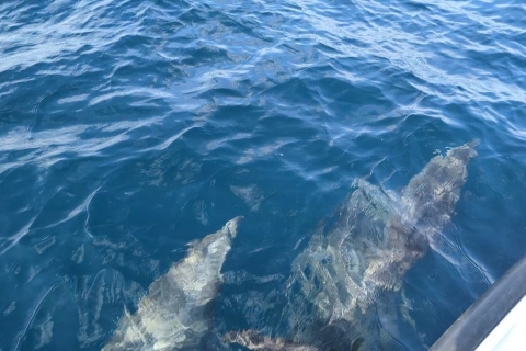Muscat: 3 Stunden Schnorcheln und Delfinbeobachtung