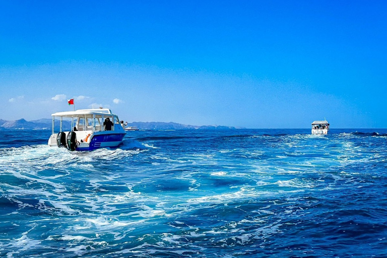 Mascate : 3 heures de plongée en apnée et d'observation des dauphins