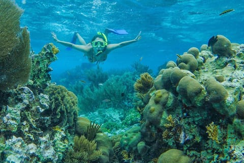 Cancun: Snorkel in MUSA Underwater Museum and Reef
