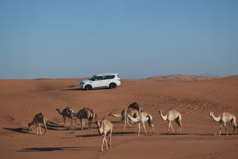 Sharjah : Safari, quad, promenade à dos de chameau et dîner buffetVisite partagée