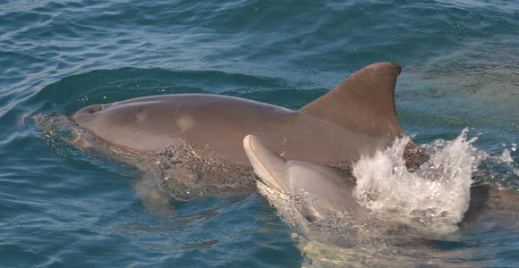 West Coast: Swim and Snorkel with Dolphins on Speedboat Tour