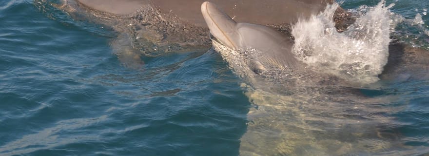 Côte ouest : nagez et faites du snorkeling avec des dauphins lors d'une excursion en hors-bord.