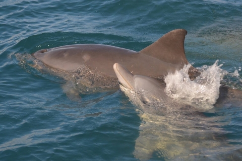Delfiny pływają z tobą - wspaniałe przeżycie