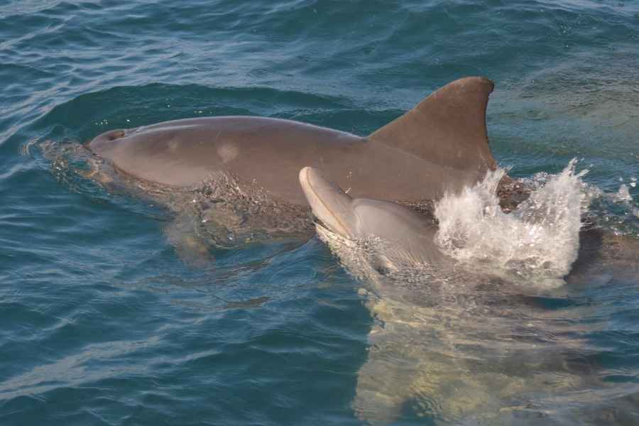 Mauritius: Schnorcheln und schwimmen mit Delfinen auf einer Speedboat-Tour