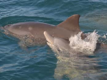 Mauricio: Snorkel y natación con delfines en lancha motora