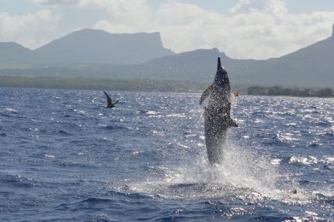 Tamarin: snorkeling e nuoto con i delfini, pranzo sull'isola di Benitiers