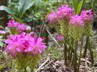 Croydon Plantation Organic Farm Tour con pranzo - Housity