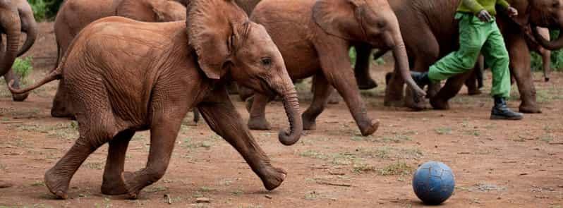 Nairobi Halbtagestour Zum David Sheldrick Und Giraffe Center GetYourGuide