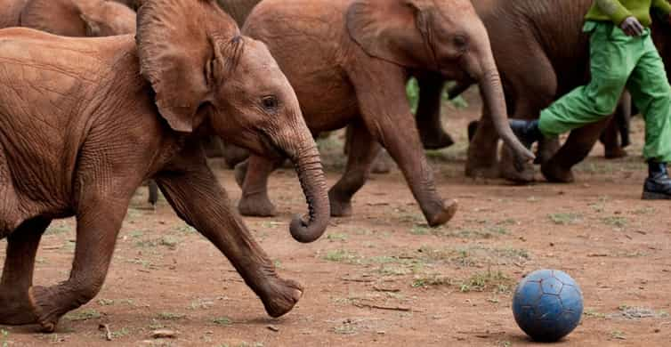 Nairobi Halbtagestour Zum David Sheldrick Und Giraffe Center Getyourguide