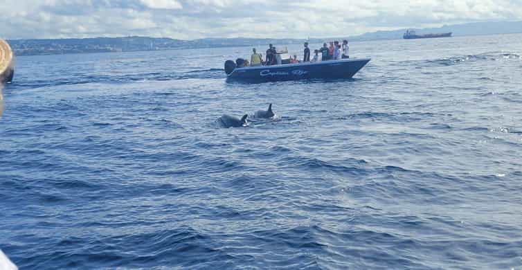 Dauphins, tortues et côte caraïbe en petit groupe