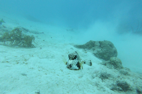 Discover Scuba Diving in Aruba