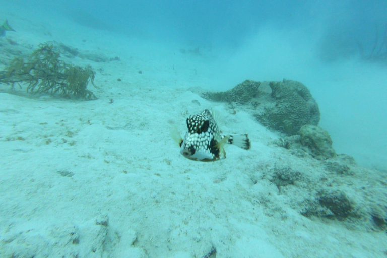 Discover Scuba Diving in Aruba